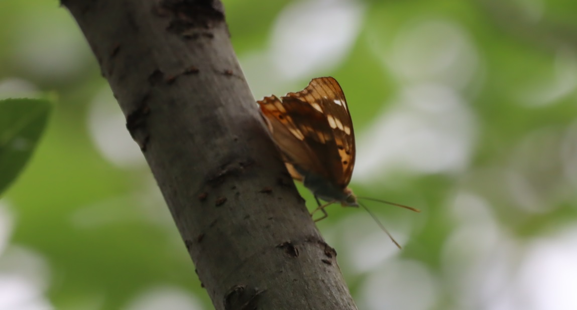 コムラサキ（別アングル）_川縁のヤナギ_2023年5月31日15時5分気温21度