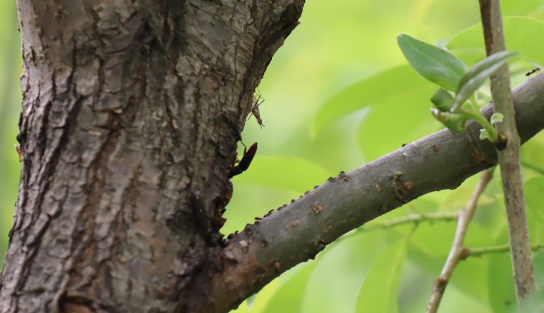 コメツキムシ_川縁のヤナギ_2023年4月19日14時45分気温24度