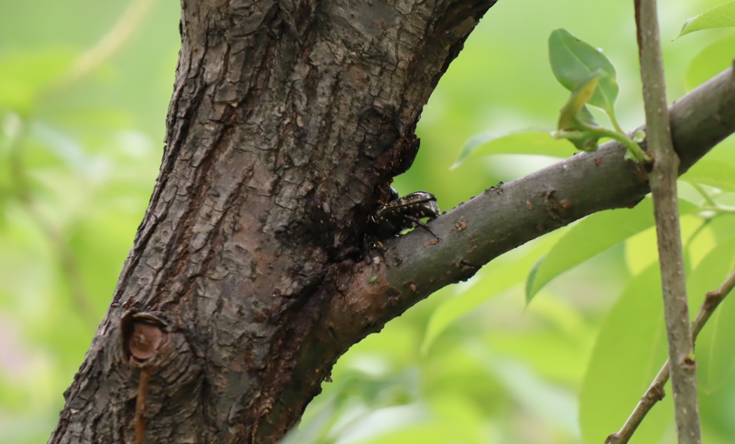 シラホシハナムグリ_川縁のヤナギ_2023年4月19日14時45分気温24度