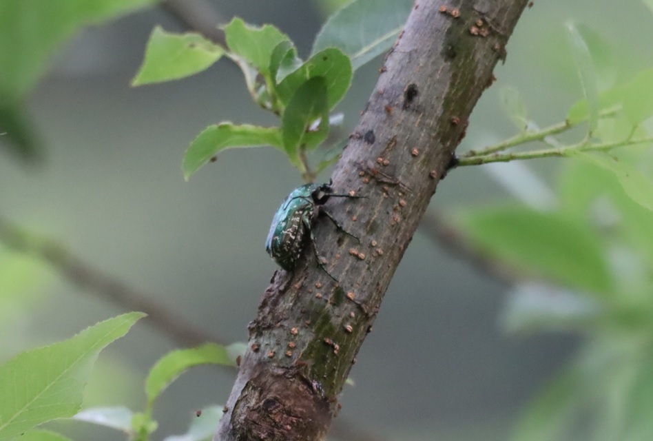 シラホシハナムグリ_川縁のヤナギ_2023年6月５日5時30分気温17度