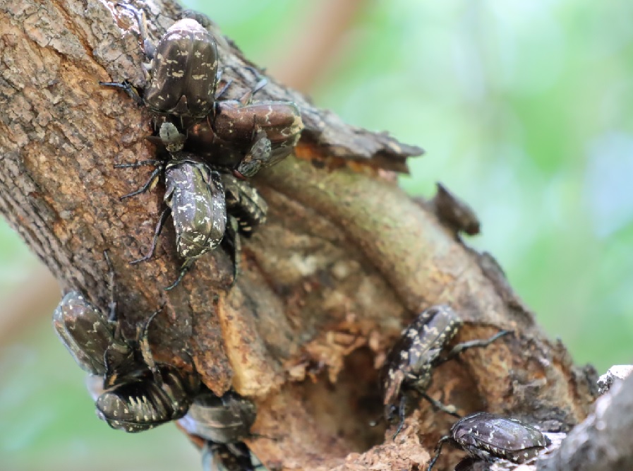 シラホシハナムグリの社交場_ヤナギの枝先-ヤナギ林_2023年6月7日13時5分気温28度