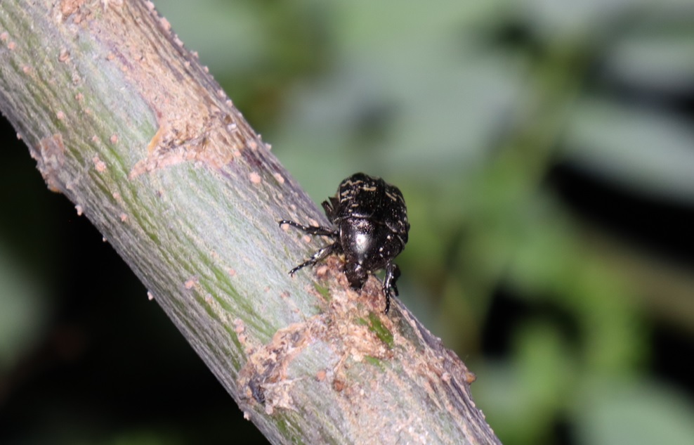 シラホシハナムグリ河原のヤナギＦ_2023年4月19日20時15分気温17度