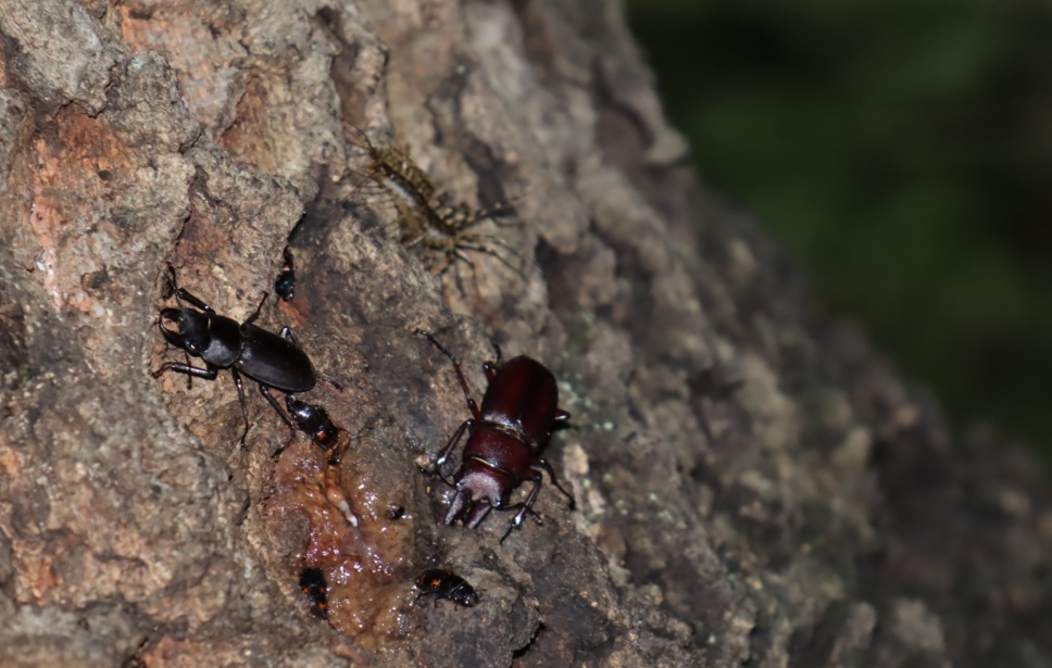 ノコギリクワガタ1♂、コクワガタ1♂_団地前のクヌギ_2023年5月20日19時40分気温19.4度
