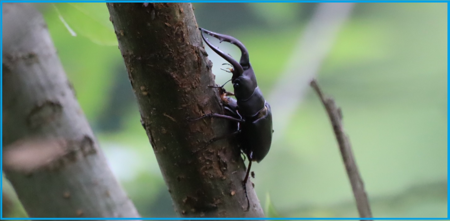 ノコギリクワガタ2ペア目（下側）_川縁のヤナギ_2023年6月1日11時5分気温23度