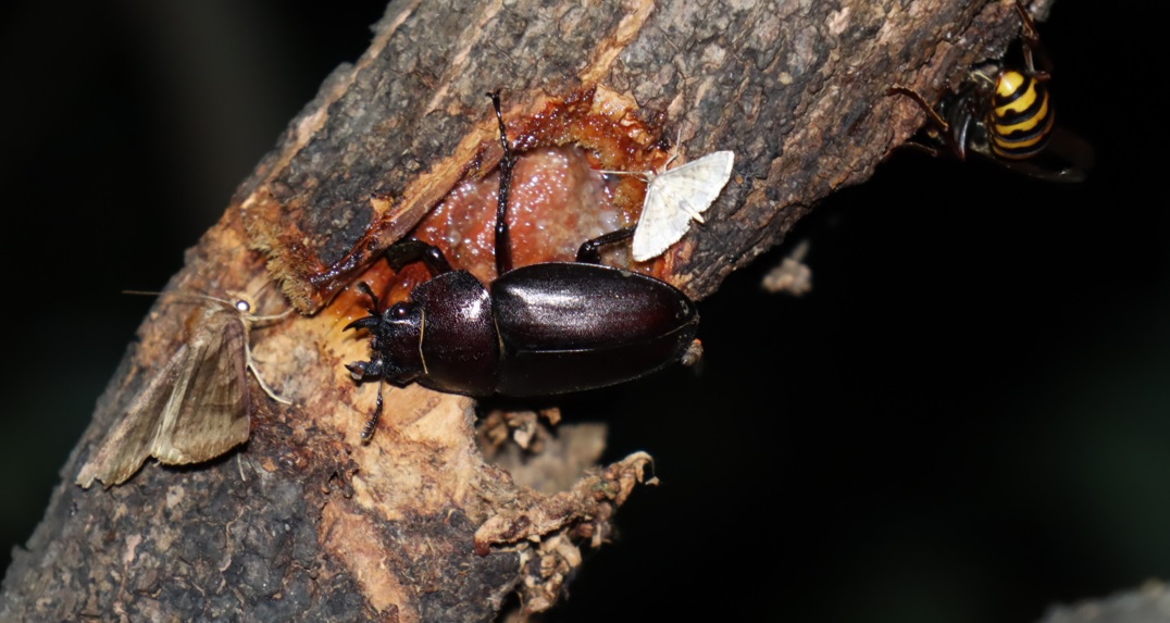 ノコギリクワガタ♀_ヤナギの枝先-1箇所目_2023年6月5日20時5分気温22度