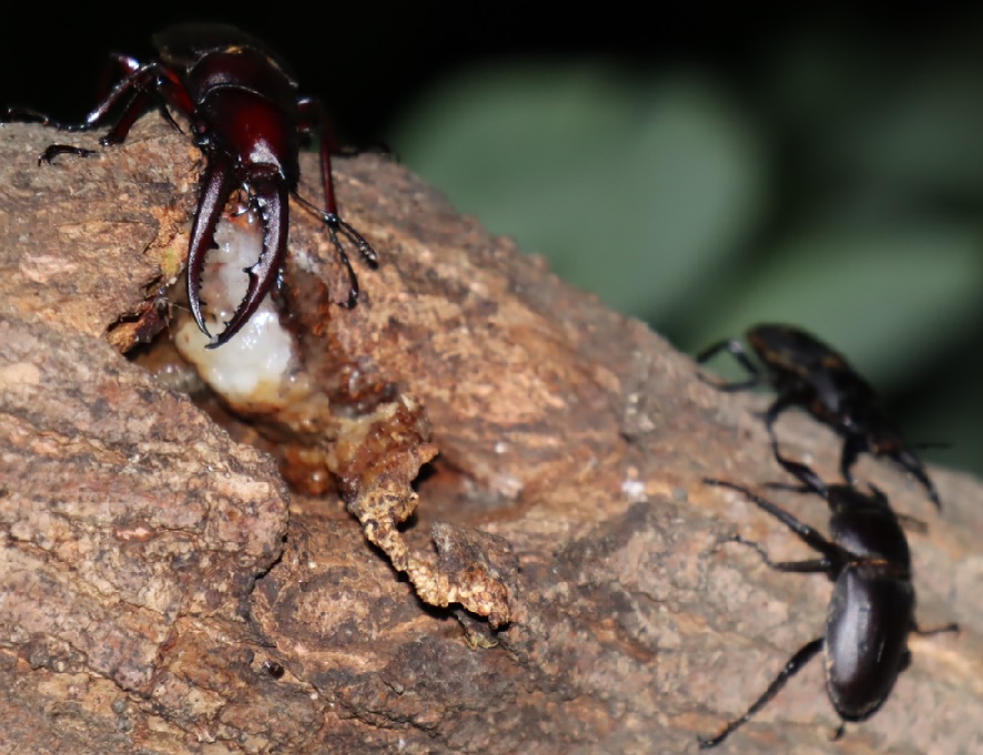ノコギリクワガタ♂、コクワガタ2♂_ヤナギの枝先-3箇所目_2023年6月5日20時5分気温22度
