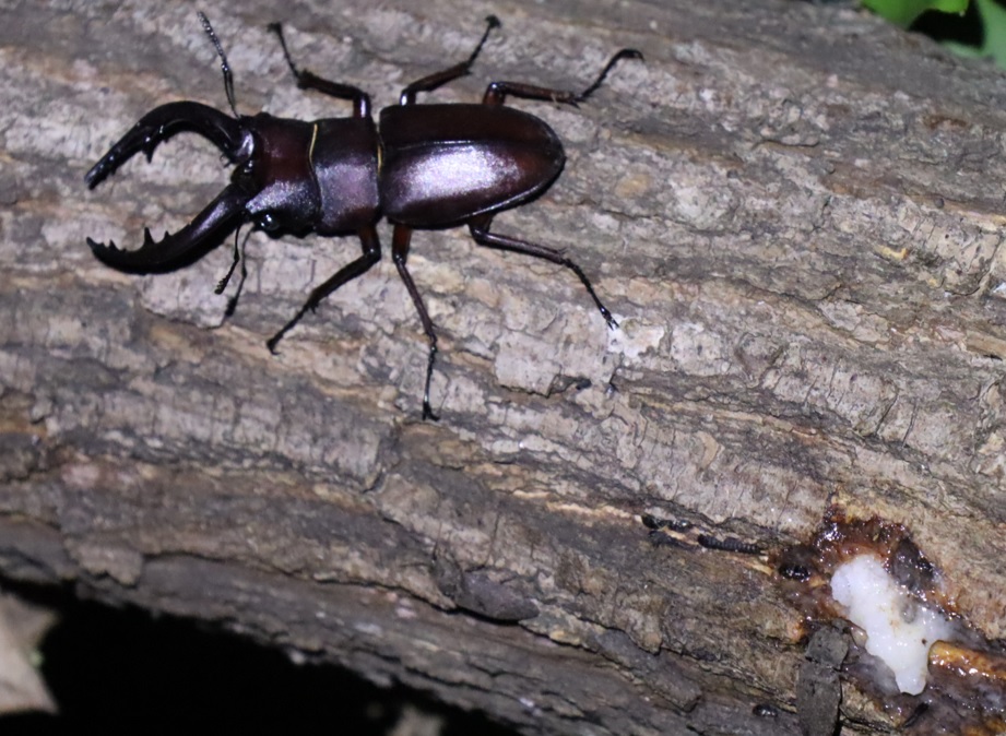 ノコギリクワガタ♂大歯型_枝先のヤナギ-ヤナギ林_2023年5月24日19時45分気温17.9度