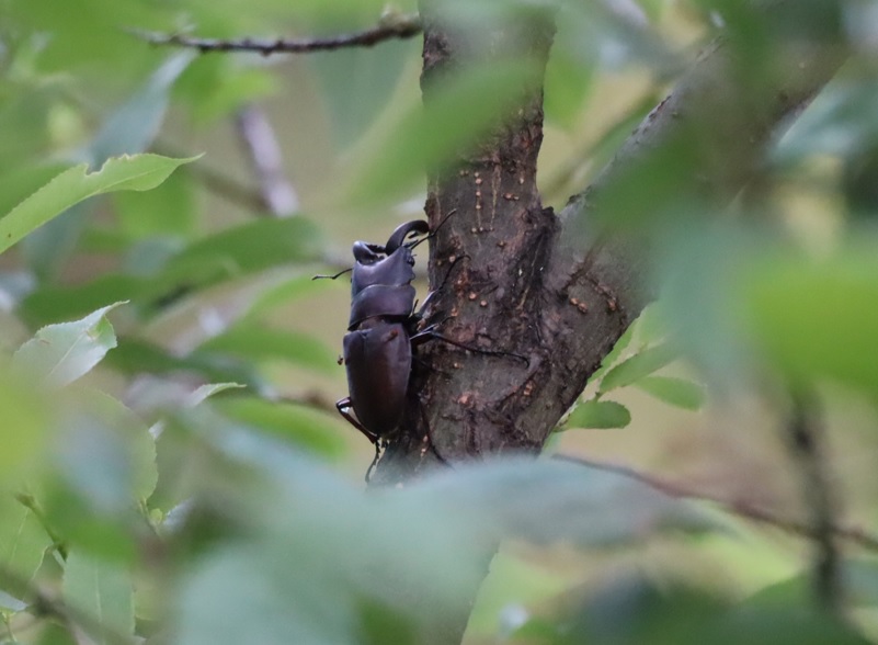 ノコギリクワガタのペア(別アングル)_川縁のヤナギ_2023年6月4日5時45分気温17度