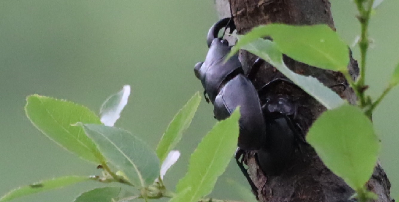 ノコギリクワガタのペア(拡大）_川縁のヤナギ_2023年6月15日9時10分気温22.1度