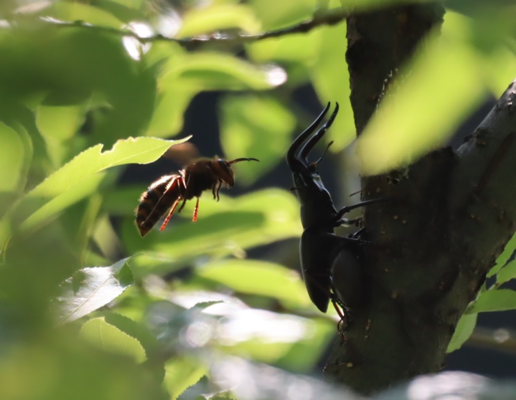 ノコギリクワガタのペア_川縁のヤナギ_2023年6月3日15時35分気温24度
