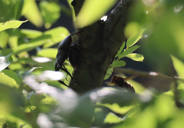 ノコギリクワガタのペア_川縁のヤナギ_2023年6月3日15時40分気温23.9度
