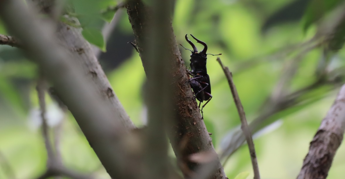 ノコギリクワガタペア1組目_川縁のヤナギ_2023年5月31日15時5分気温21度