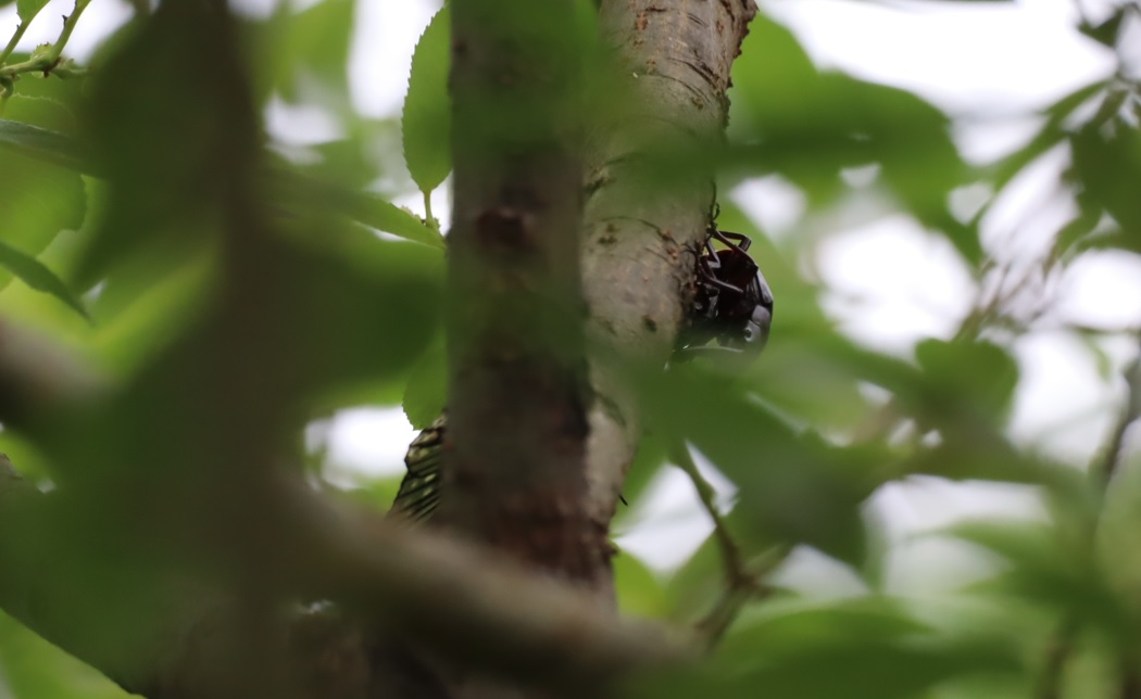 ノコギリクワガタペア2組目_川縁のヤナギ_2023年5月31日15時5分気温21度