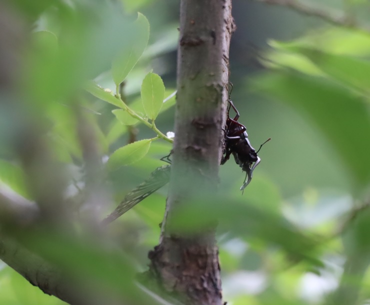 ノコギリクワガタペア2組目（別アングル）_川縁のヤナギ_2023年5月31日15時5分気温21度