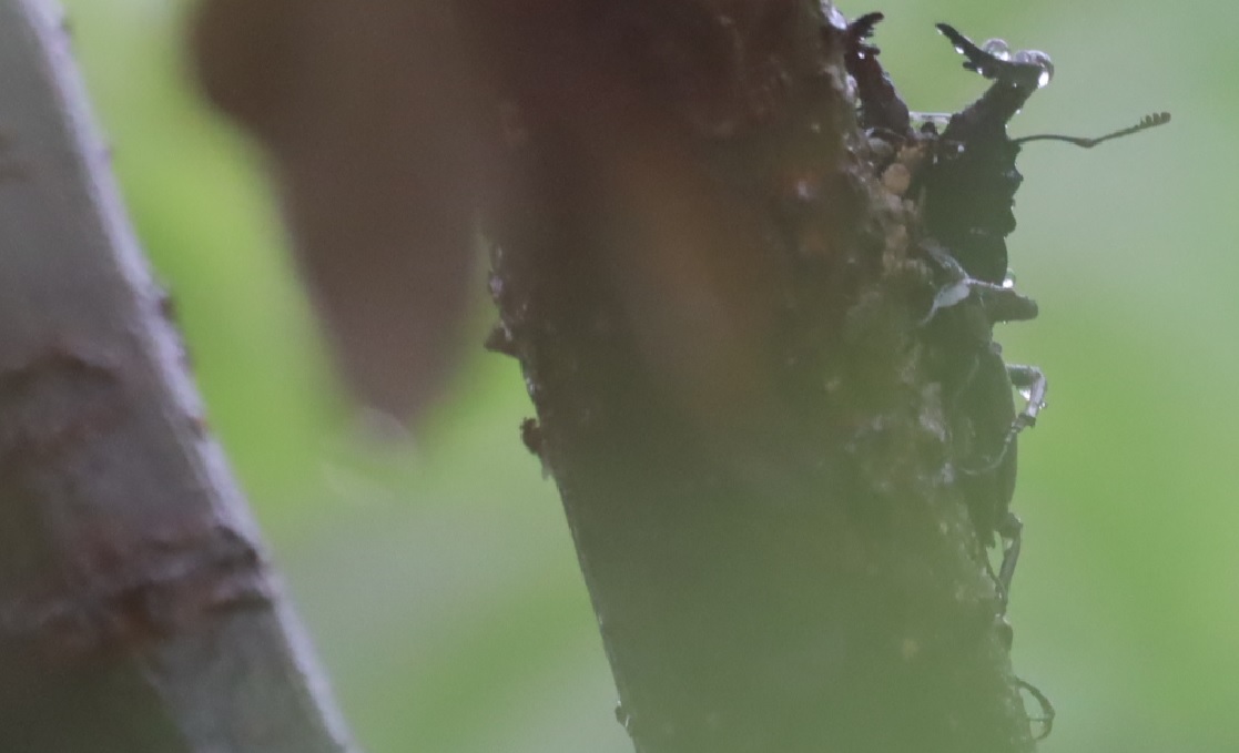 ノコギリクワガタペア_2アングル_風雨の中_川縁のヤナギ_2023年6月2日11時45分気温18.7度