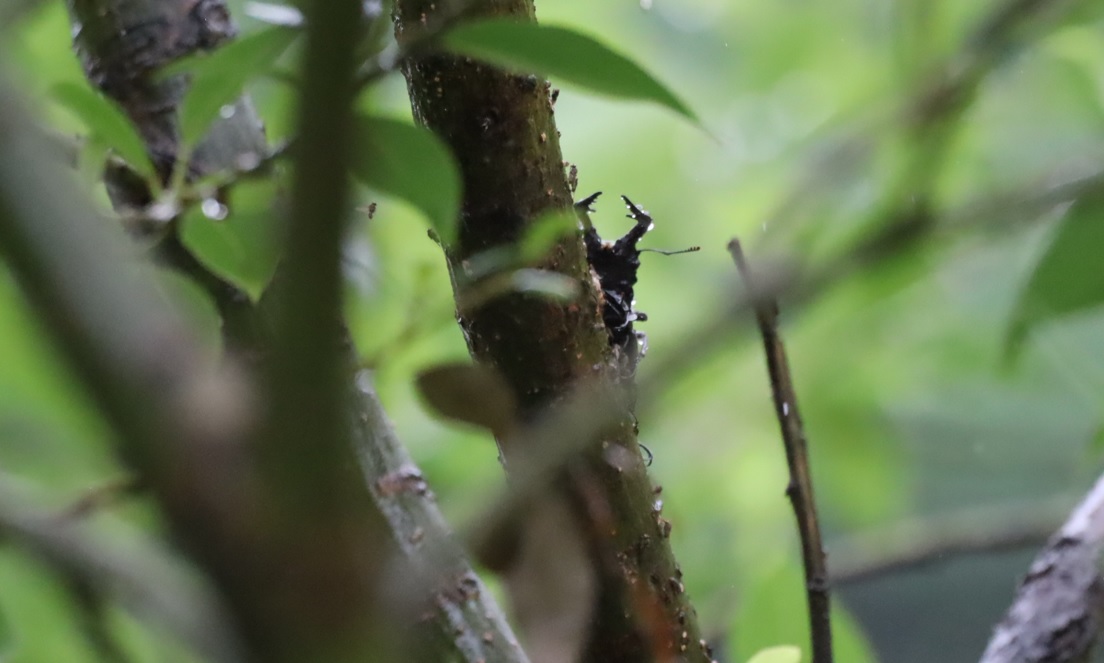 ノコギリクワガタペア_3アングル_風雨の中_川縁のヤナギ_2023年6月2日11時45分気温18.7度