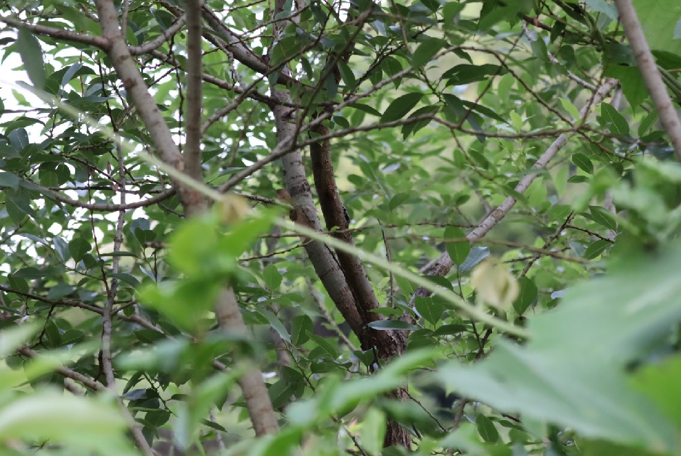 ノコギリクワガタ大歯型♂が潜む_川縁のヤナギ_2023年6月6日5時１5分気温17度