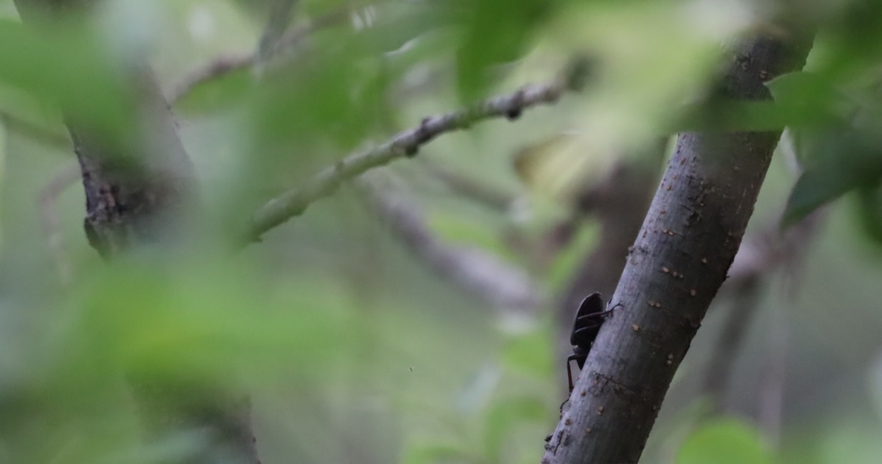 ノコギリクワガタ大歯型♂が潜む（別アングル拡大）_川縁のヤナギ_2023年6月6日5時１5分気温17度
