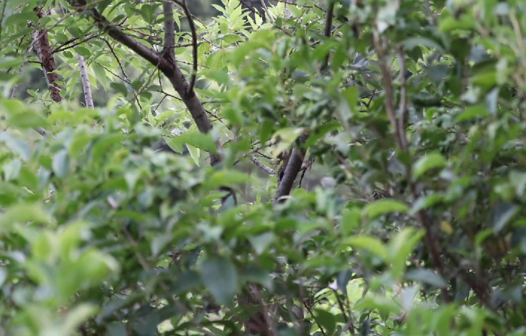 ノコギリクワガタ大歯型♂が潜む（別アングル）_川縁のヤナギ_2023年6月6日5時１5分気温17度