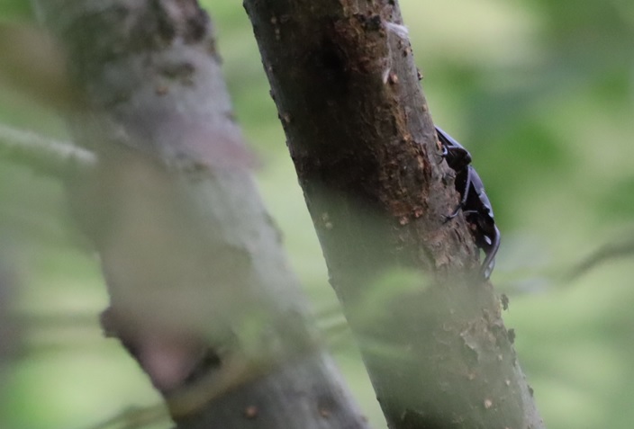ノコギリクワガタ大歯型♂が潜む（拡大）_川縁のヤナギ_2023年6月6日5時１5分気温17度