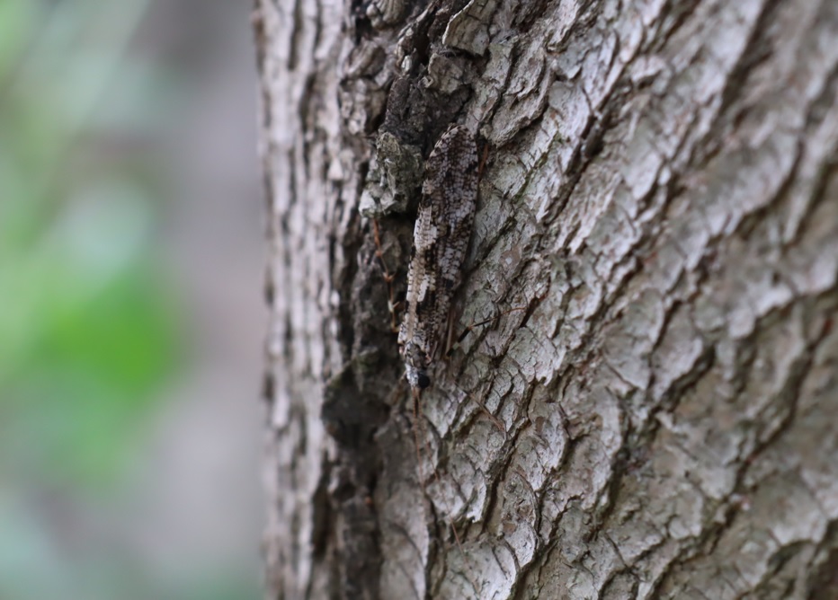 ヒゲナガカワトビゲラ_雑木林G_2023年5月26日14時10分気温22.1度