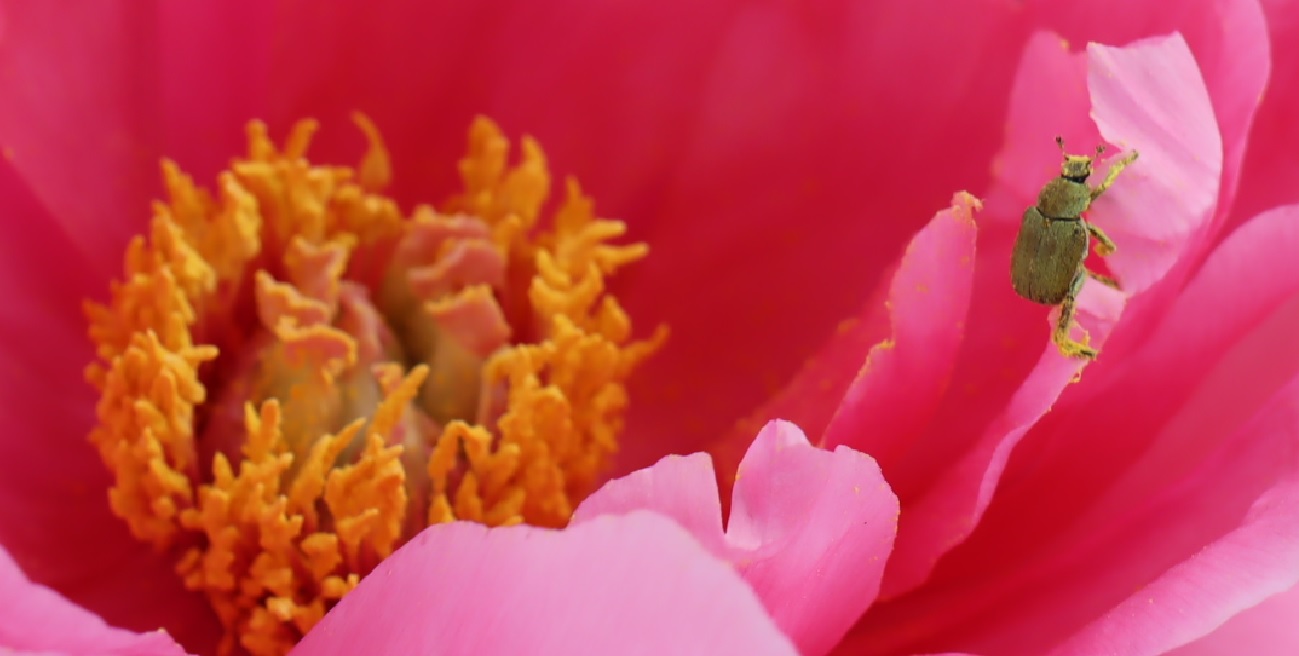 ヒメコガネ(花粉を纏った)_ボタンの花_2023年4月23日11時10分気温19度