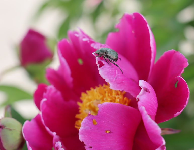 ヒメコガネ_ボタンの花_2023年4月23日11時5分気温19度