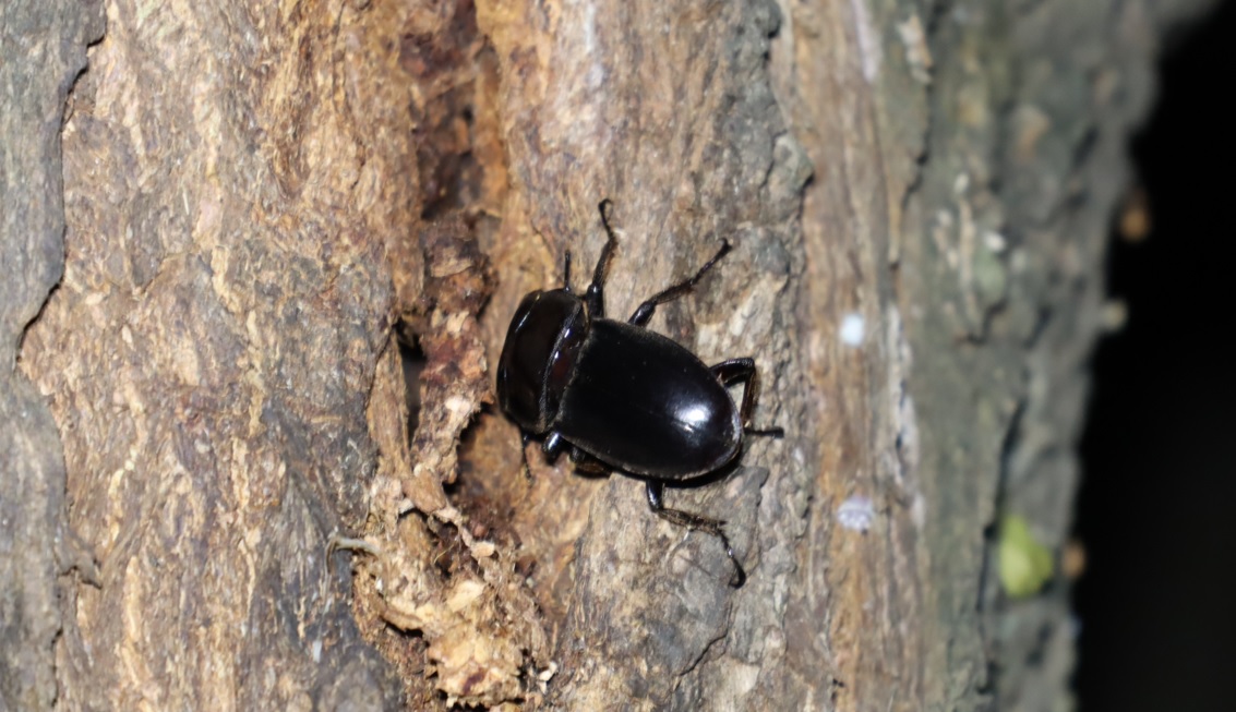 ヒラタクワガタ♂_その他の洞があるヤナギ-ヤナギ林_2023年6月5日20時5分気温22度