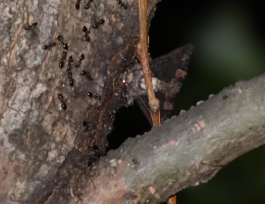 フクラスズメ蛾？(2)_川縁のヤナギ_2023年4月14日19時20分気温17度