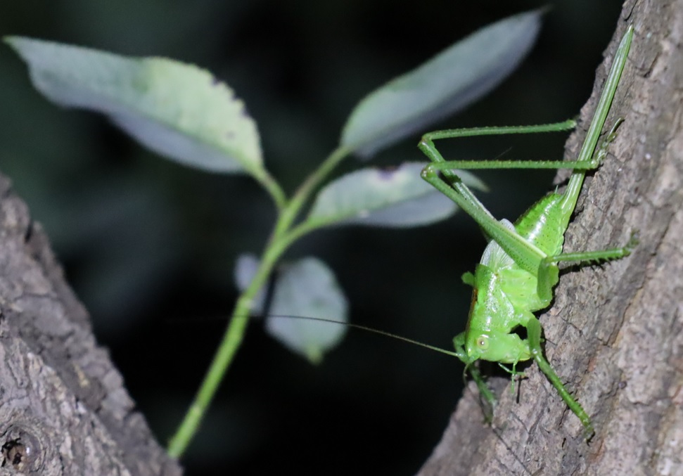 ヤブキリ♀終令幼虫_枝先のヤナギ-ヤナギ林_2023年5月24日19時45分気温17.9度