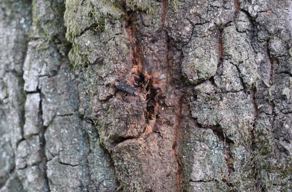 ヨツボシオオキスイ_住宅脇の昆虫達の飲み屋のクヌギ_2023年5月6日7時15分気温19度
