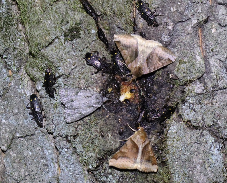 ヨツボシオオキスイ、ウンモンクチバ、キノカワガ_住宅脇の昆虫達の飲み屋のクヌギ_2023年4月25日19時30分気温14度