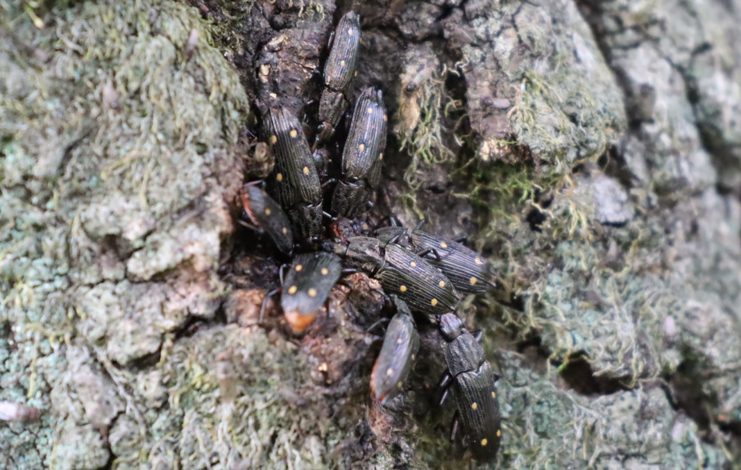 ヨツボシオオキスイの集団_住宅脇の昆虫達の飲み屋のクヌギ_2023年4月19日15時35分気温24度