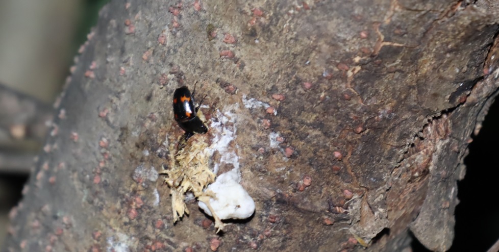 ヨツボシケシキスイ_ヤナギ林-くねくねしたヤナギ_2023年4月14日19時気温17度