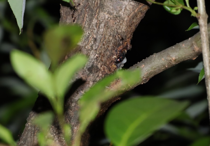 ヨツボシケシキスイ_川縁のヤナギ_2023年4月28日19時15分気温18度