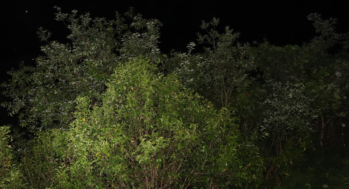 川縁のヤナギ_2023年5月24日20時5分気温17.5度