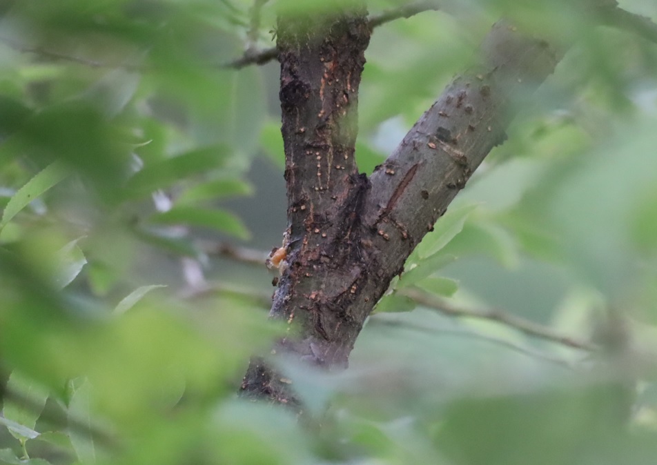 昨夜ノコギリクワガタのペアが居た樹液_川縁のヤナギ_2023年6月５日5時20分気温17度