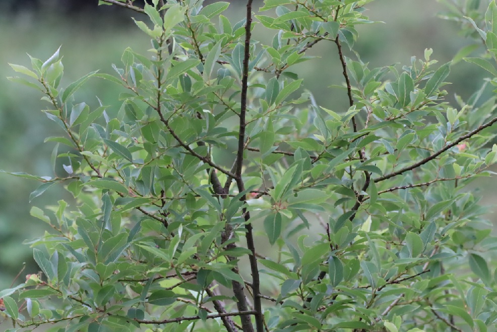 枝の先端付近_川縁のヤナギ_2023年6月５日5時35分気温17度
