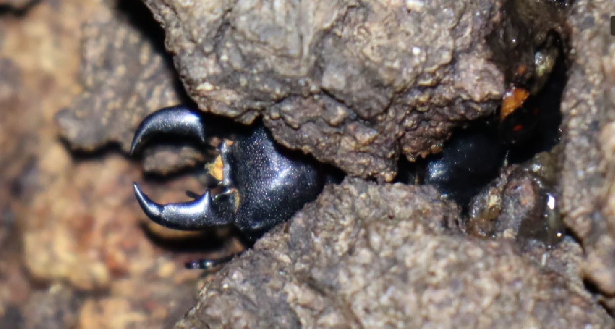 樹皮の下から頭を出すヒラタクワガタ♂_団地前のクヌギ_2023年6月7日19時35分気温23.5度