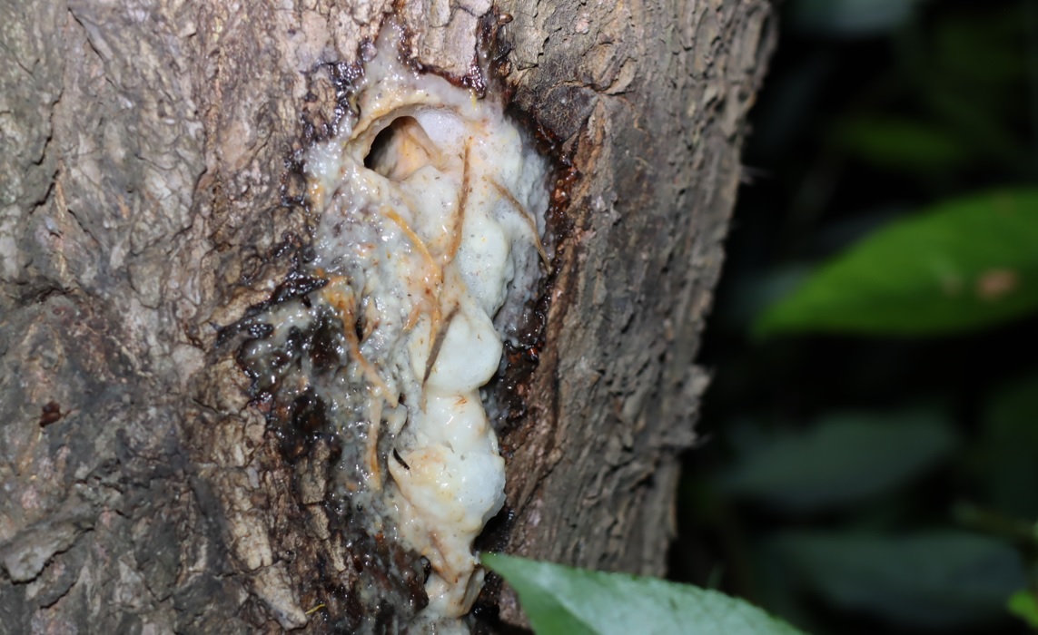 河原のヤナギＡの樹液_2023年4月27日19時50分気温16.5度