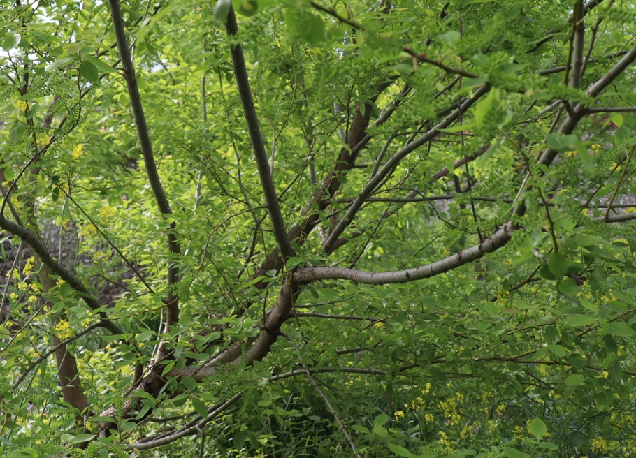 河原のヤナギＦ_2023年4月19日15時15分気温24度