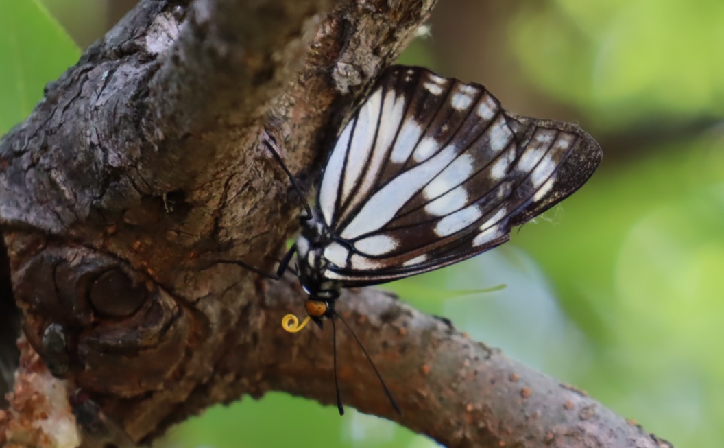 珍しい在来種-ゴマダラチョウ_ヤナギの枝先-ヤナギ林_2023年6月7日13時5分気温28度
