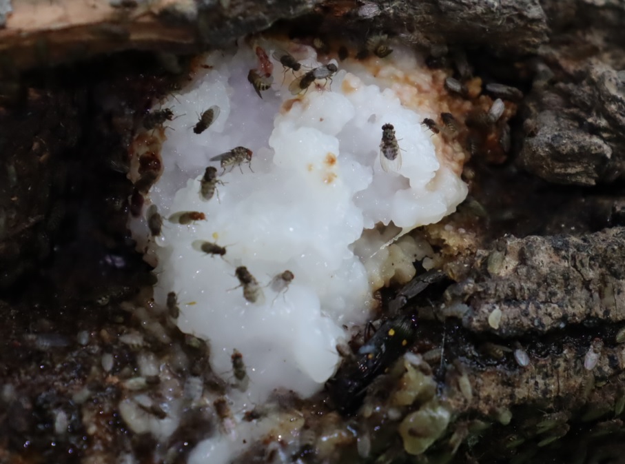 白い樹液にヨツボシオオキスイ_枝先のヤナギ-ヤナギ林_2023年5月11日9時25分気温19.5度