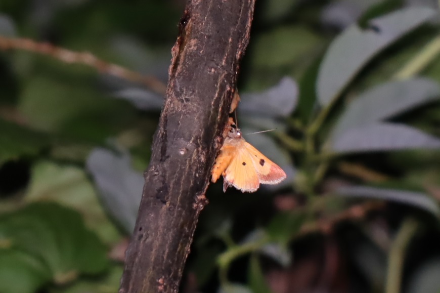 蛾_川縁のヤナギ_2023年5月16日20時0分気温17.1度