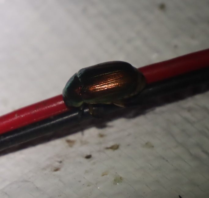 1-スジコガネ_昆虫ライトウォッチング-Ｔ峠_2023年8月1日19時35分気温20度