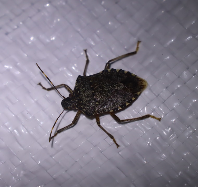 3-クサギカメムシ_昆虫ライトウォッチング-Ｔ峠_2023年8月1日19時40分気温20度