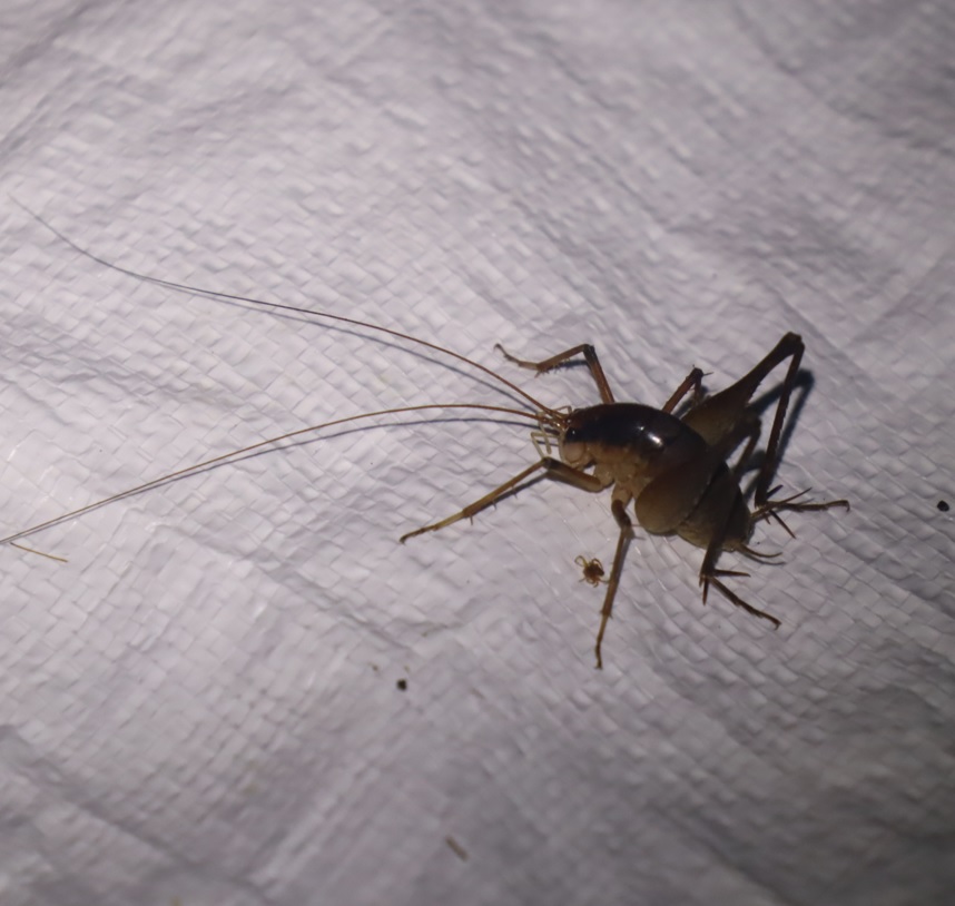 4-カマドウマ_昆虫ライトウォッチング-Ｔ峠_2023年8月1日20時10分気温20度