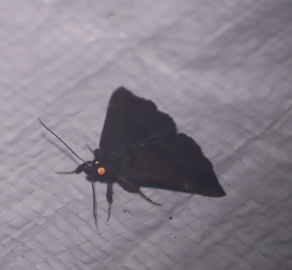 6-種類不明な蛾_昆虫ライトウォッチング-Ｔ峠_2023年8月1日20時25分気温20度