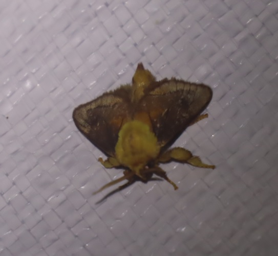 7-ナシイラガ_昆虫ライトウォッチング-Ｔ峠_2023年8月1日20時30分気温20度