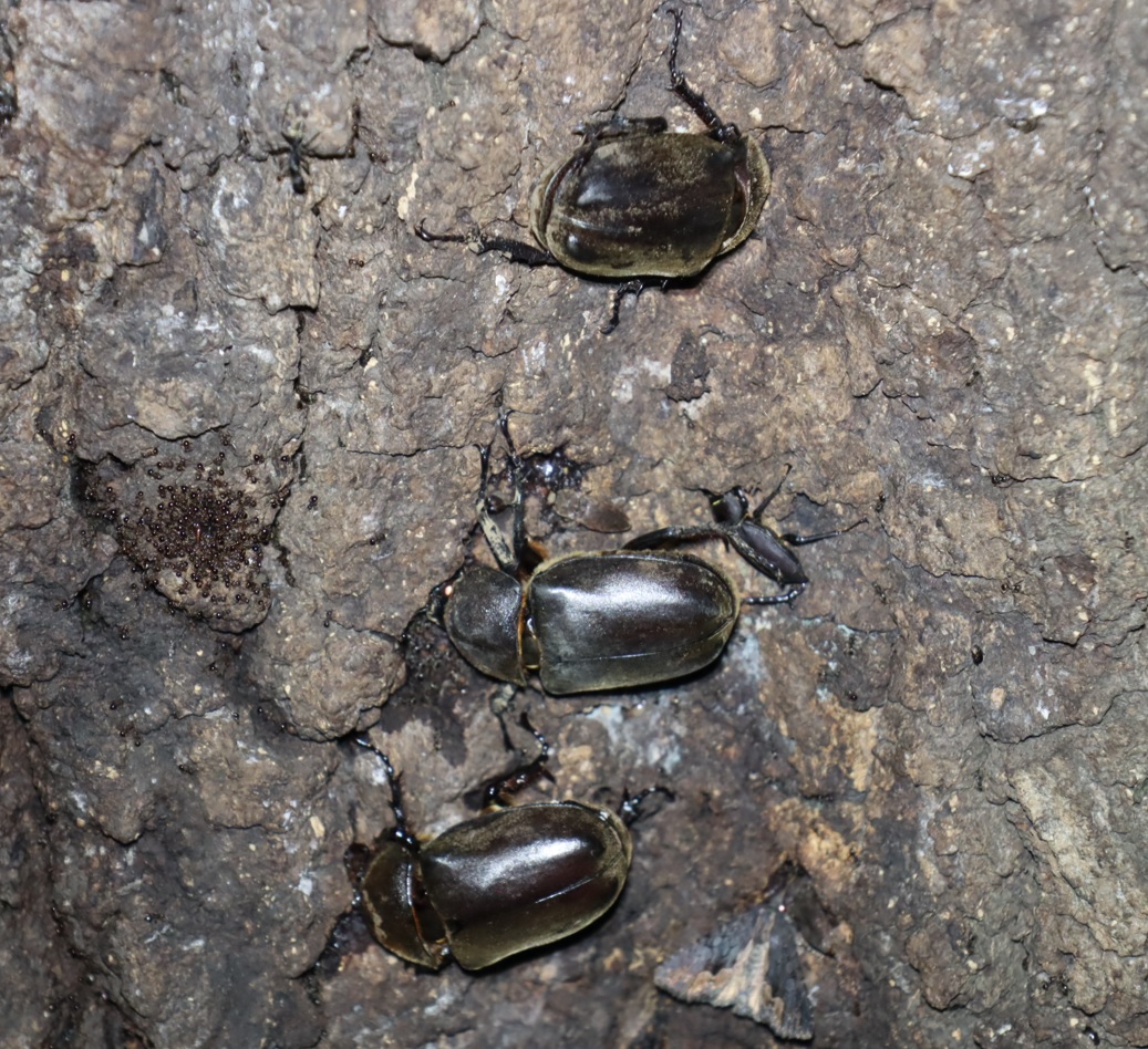 No.3カブトムシ3♀、コクワガタ1♂_No.3のクヌギ-クヌギ林_2023年8月10日19時25分気温29度